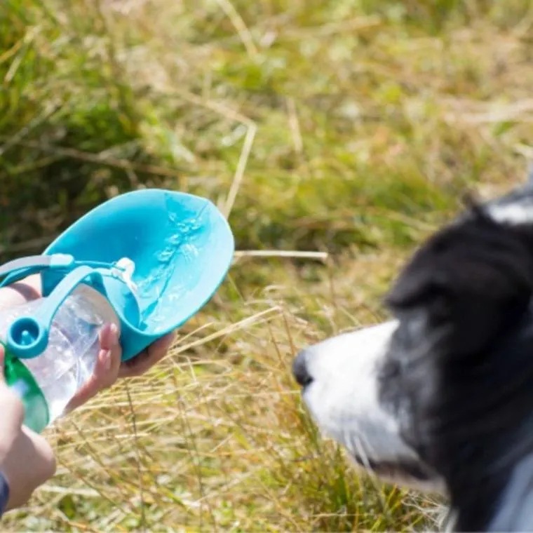 580ml Sport Portable Dog Water Bottle: Hydrate Your Pet On-the-Go!