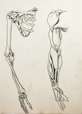 Anatomy Drawing