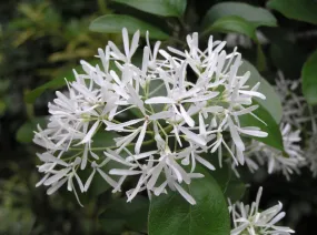 Chinese Fringe Tree Chionanthus retusus 5 Seeds  USA Company