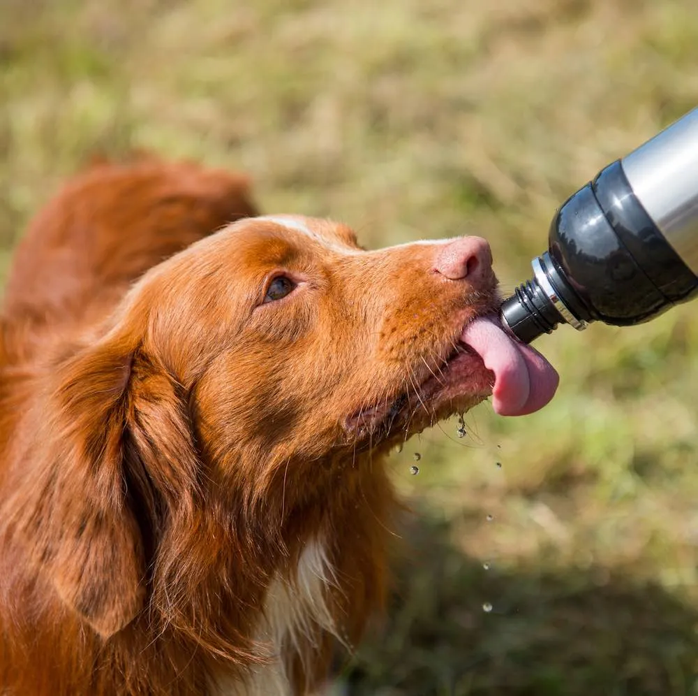 Dog Water Bottle, Lick 'n Flow, Silver