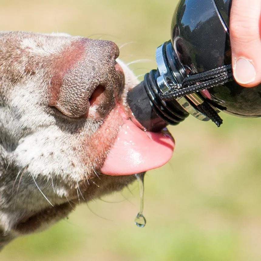 Dog Water Bottle, Lick 'n Flow, Silver