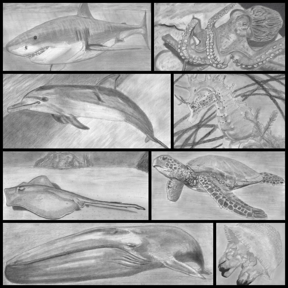 Learn How to Draw Portraits of Ocean And Sea Animals in Pencil For the Absolute Beginner