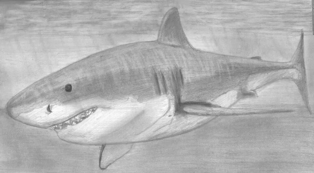 Learn How to Draw Portraits of Ocean And Sea Animals in Pencil For the Absolute Beginner