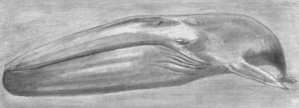 Learn How to Draw Portraits of Ocean And Sea Animals in Pencil For the Absolute Beginner