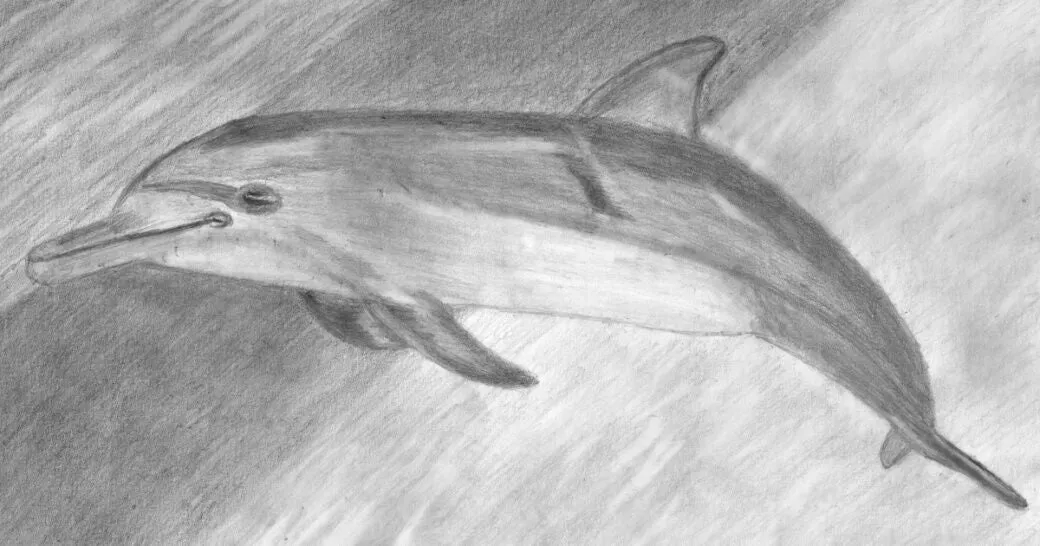 Learn How to Draw Portraits of Ocean And Sea Animals in Pencil For the Absolute Beginner