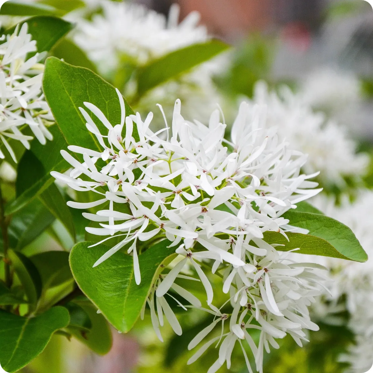 White Fringe Tree Seeds