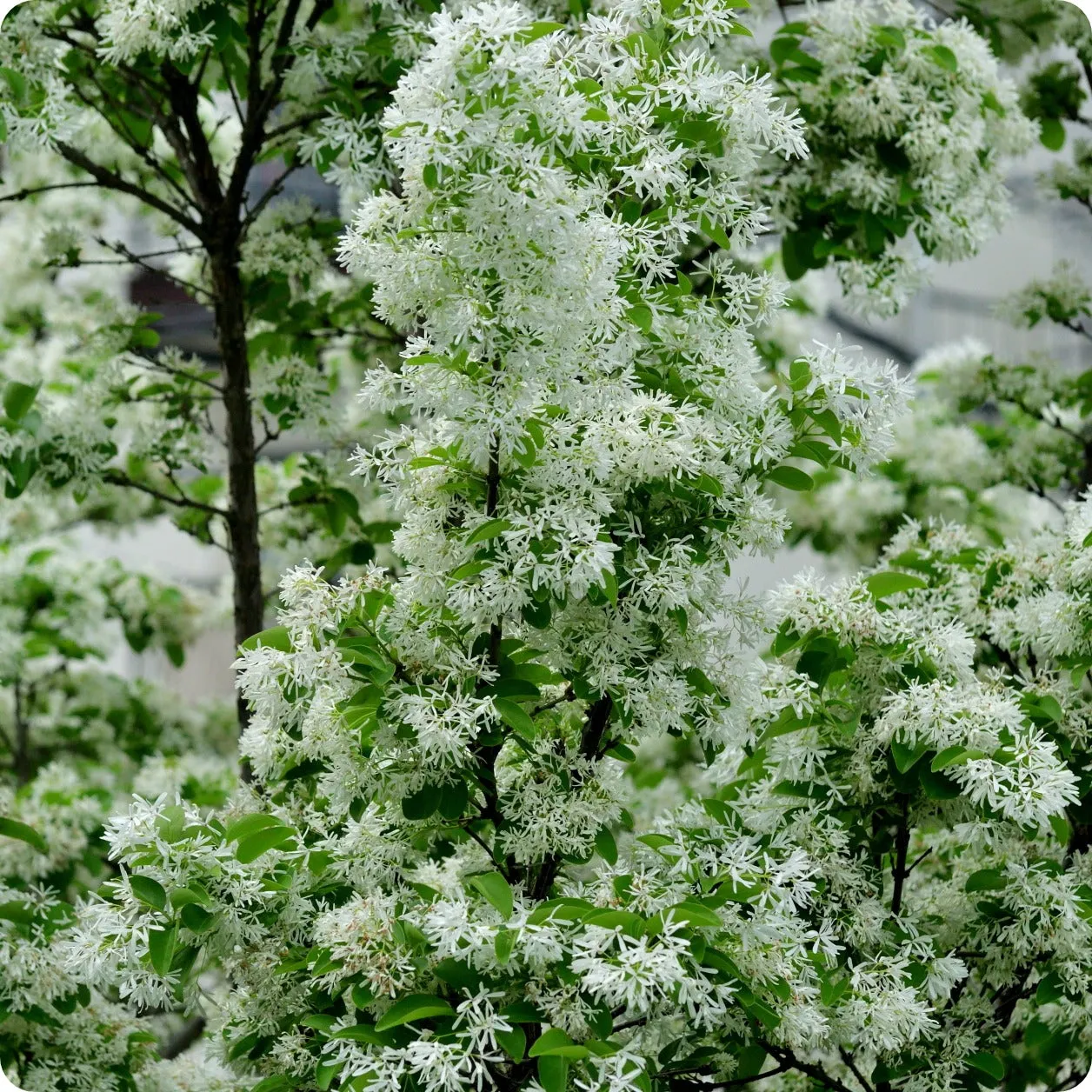 White Fringe Tree Seeds