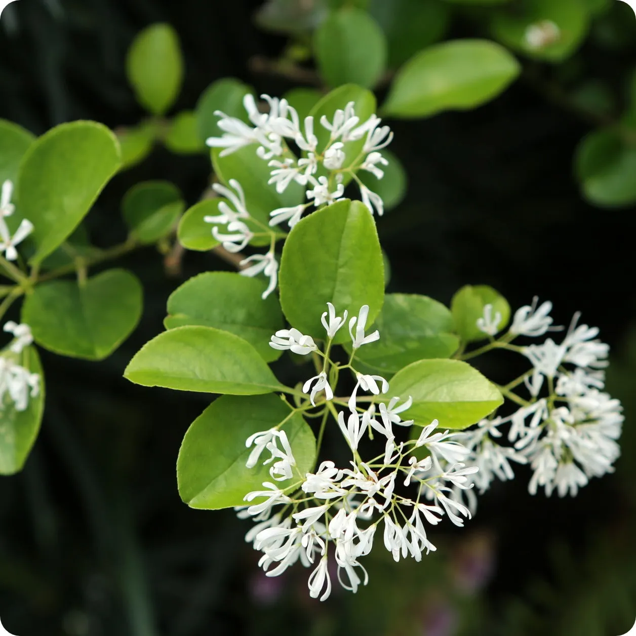 White Fringe Tree Seeds